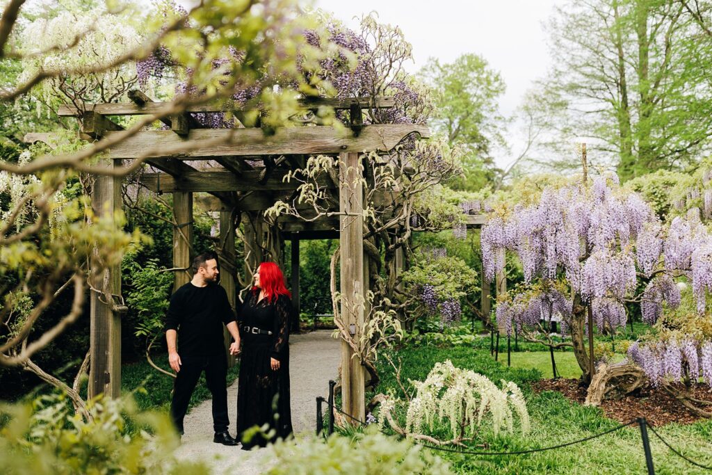 wisteria longwood gardens